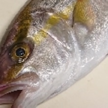 カンパチのアラ鍋 西のまるごと鍋 レシピ 作り方 By Yoshi Original 楽天レシピ カンパチのアラ鍋 西のまるごと鍋 レシピ 作り方 By Yoshi Original 楽天レシピ